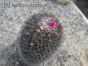 [P03] Se vede floarea timidă a unui cactus » foto by CATAAS
 - 
<span class="allrVoted glyphicon glyphicon-heart hidden" id="av892939"></span>
<a class="m-l-10 hidden" id="sv892939" onclick="voting_Foto_DelVot(,892939,13735)" role="button">șterge vot <span class="glyphicon glyphicon-remove"></span></a>
<a id="v9892939" class=" c-red"  onclick="voting_Foto_SetVot(892939)" role="button"><span class="glyphicon glyphicon-heart-empty"></span> <b>LIKE</b> = Votează poza</a> <img class="hidden"  id="f892939W9" src="/imagini/loader.gif" border="0" /><span class="AjErrMes hidden" id="e892939ErM"></span>