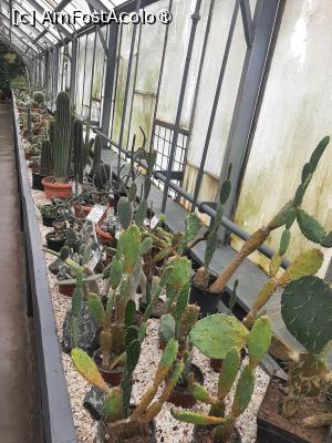 [P11] Prin sera cu plante exotice Opuntia » foto by Zoazore
 - 
<span class="allrVoted glyphicon glyphicon-heart hidden" id="av1532457"></span>
<a class="m-l-10 hidden" id="sv1532457" onclick="voting_Foto_DelVot(,1532457,13735)" role="button">șterge vot <span class="glyphicon glyphicon-remove"></span></a>
<a id="v91532457" class=" c-red"  onclick="voting_Foto_SetVot(1532457)" role="button"><span class="glyphicon glyphicon-heart-empty"></span> <b>LIKE</b> = Votează poza</a> <img class="hidden"  id="f1532457W9" src="/imagini/loader.gif" border="0" /><span class="AjErrMes hidden" id="e1532457ErM"></span>