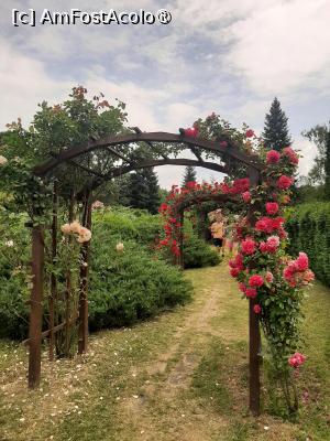[P45] Prin Rosarium » foto by Zoazore
 - 
<span class="allrVoted glyphicon glyphicon-heart hidden" id="av1532491"></span>
<a class="m-l-10 hidden" id="sv1532491" onclick="voting_Foto_DelVot(,1532491,13735)" role="button">șterge vot <span class="glyphicon glyphicon-remove"></span></a>
<a id="v91532491" class=" c-red"  onclick="voting_Foto_SetVot(1532491)" role="button"><span class="glyphicon glyphicon-heart-empty"></span> <b>LIKE</b> = Votează poza</a> <img class="hidden"  id="f1532491W9" src="/imagini/loader.gif" border="0" /><span class="AjErrMes hidden" id="e1532491ErM"></span>