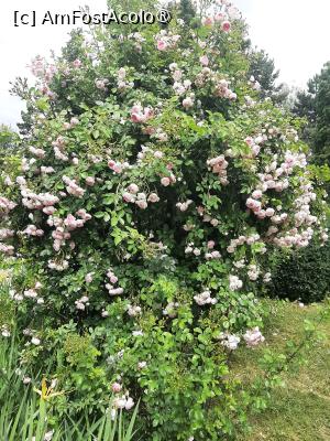 [P51] Flori parfumate » foto by Zoazore
 - 
<span class="allrVoted glyphicon glyphicon-heart hidden" id="av1532497"></span>
<a class="m-l-10 hidden" id="sv1532497" onclick="voting_Foto_DelVot(,1532497,13735)" role="button">șterge vot <span class="glyphicon glyphicon-remove"></span></a>
<a id="v91532497" class=" c-red"  onclick="voting_Foto_SetVot(1532497)" role="button"><span class="glyphicon glyphicon-heart-empty"></span> <b>LIKE</b> = Votează poza</a> <img class="hidden"  id="f1532497W9" src="/imagini/loader.gif" border="0" /><span class="AjErrMes hidden" id="e1532497ErM"></span>