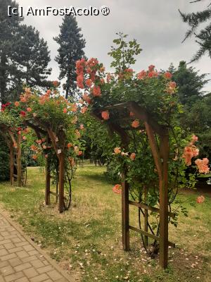 [P61] Prin Rosarium » foto by Zoazore
 - 
<span class="allrVoted glyphicon glyphicon-heart hidden" id="av1532507"></span>
<a class="m-l-10 hidden" id="sv1532507" onclick="voting_Foto_DelVot(,1532507,13735)" role="button">șterge vot <span class="glyphicon glyphicon-remove"></span></a>
<a id="v91532507" class=" c-red"  onclick="voting_Foto_SetVot(1532507)" role="button"><span class="glyphicon glyphicon-heart-empty"></span> <b>LIKE</b> = Votează poza</a> <img class="hidden"  id="f1532507W9" src="/imagini/loader.gif" border="0" /><span class="AjErrMes hidden" id="e1532507ErM"></span>
