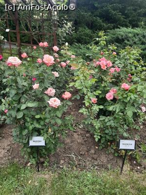 [P63] Prin Rosarium » foto by Zoazore
 - 
<span class="allrVoted glyphicon glyphicon-heart hidden" id="av1532509"></span>
<a class="m-l-10 hidden" id="sv1532509" onclick="voting_Foto_DelVot(,1532509,13735)" role="button">șterge vot <span class="glyphicon glyphicon-remove"></span></a>
<a id="v91532509" class=" c-red"  onclick="voting_Foto_SetVot(1532509)" role="button"><span class="glyphicon glyphicon-heart-empty"></span> <b>LIKE</b> = Votează poza</a> <img class="hidden"  id="f1532509W9" src="/imagini/loader.gif" border="0" /><span class="AjErrMes hidden" id="e1532509ErM"></span>