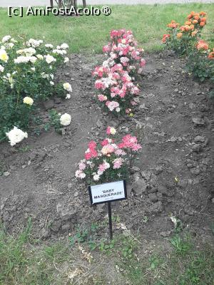 [P64] Prin Rosarium » foto by Zoazore
 - 
<span class="allrVoted glyphicon glyphicon-heart hidden" id="av1532510"></span>
<a class="m-l-10 hidden" id="sv1532510" onclick="voting_Foto_DelVot(,1532510,13735)" role="button">șterge vot <span class="glyphicon glyphicon-remove"></span></a>
<a id="v91532510" class=" c-red"  onclick="voting_Foto_SetVot(1532510)" role="button"><span class="glyphicon glyphicon-heart-empty"></span> <b>LIKE</b> = Votează poza</a> <img class="hidden"  id="f1532510W9" src="/imagini/loader.gif" border="0" /><span class="AjErrMes hidden" id="e1532510ErM"></span>