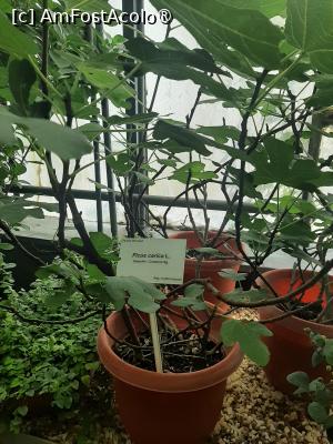 [P09] Prin sera cu plante exotice » foto by Zoazore
 - 
<span class="allrVoted glyphicon glyphicon-heart hidden" id="av1532455"></span>
<a class="m-l-10 hidden" id="sv1532455" onclick="voting_Foto_DelVot(,1532455,13735)" role="button">șterge vot <span class="glyphicon glyphicon-remove"></span></a>
<a id="v91532455" class=" c-red"  onclick="voting_Foto_SetVot(1532455)" role="button"><span class="glyphicon glyphicon-heart-empty"></span> <b>LIKE</b> = Votează poza</a> <img class="hidden"  id="f1532455W9" src="/imagini/loader.gif" border="0" /><span class="AjErrMes hidden" id="e1532455ErM"></span>