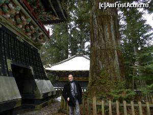 P83 [FEB-2013] Unul dintre acesti cedri a fost plantat chiar de Iehasu. Natura si lumea spiritelor se intrepatrund in Japonia. Divinitatile sunt cu noi, in natura si prin natura. 