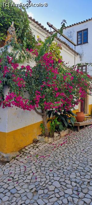 [P90] Bougainvillea de Óbidos » foto by irinad
 - 
<span class="allrVoted glyphicon glyphicon-heart hidden" id="av1471511"></span>
<a class="m-l-10 hidden" id="sv1471511" onclick="voting_Foto_DelVot(,1471511,14135)" role="button">șterge vot <span class="glyphicon glyphicon-remove"></span></a>
<a id="v91471511" class=" c-red"  onclick="voting_Foto_SetVot(1471511)" role="button"><span class="glyphicon glyphicon-heart-empty"></span> <b>LIKE</b> = Votează poza</a> <img class="hidden"  id="f1471511W9" src="/imagini/loader.gif" border="0" /><span class="AjErrMes hidden" id="e1471511ErM"></span>