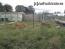 [P11] Zoo Oradea - domeniul leilor.  » foto by creivean
 - 
<span class="allrVoted glyphicon glyphicon-heart hidden" id="av422804"></span>
<a class="m-l-10 hidden" id="sv422804" onclick="voting_Foto_DelVot(,422804,14194)" role="button">șterge vot <span class="glyphicon glyphicon-remove"></span></a>
<a id="v9422804" class=" c-red"  onclick="voting_Foto_SetVot(422804)" role="button"><span class="glyphicon glyphicon-heart-empty"></span> <b>LIKE</b> = Votează poza</a> <img class="hidden"  id="f422804W9" src="/imagini/loader.gif" border="0" /><span class="AjErrMes hidden" id="e422804ErM"></span>