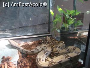 [P20] Încă o gașcă de Boa constrictor, de data aceasta ceva mai mari.  » foto by Floryn81
 - 
<span class="allrVoted glyphicon glyphicon-heart hidden" id="av715008"></span>
<a class="m-l-10 hidden" id="sv715008" onclick="voting_Foto_DelVot(,715008,14430)" role="button">șterge vot <span class="glyphicon glyphicon-remove"></span></a>
<a id="v9715008" class=" c-red"  onclick="voting_Foto_SetVot(715008)" role="button"><span class="glyphicon glyphicon-heart-empty"></span> <b>LIKE</b> = Votează poza</a> <img class="hidden"  id="f715008W9" src="/imagini/loader.gif" border="0" /><span class="AjErrMes hidden" id="e715008ErM"></span>