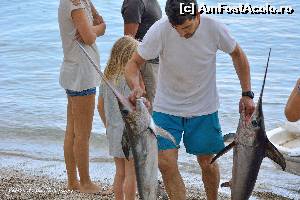 P08 [JUN-2014] Peste spada proaspat prins de pescarii din Agios Nikitas. 