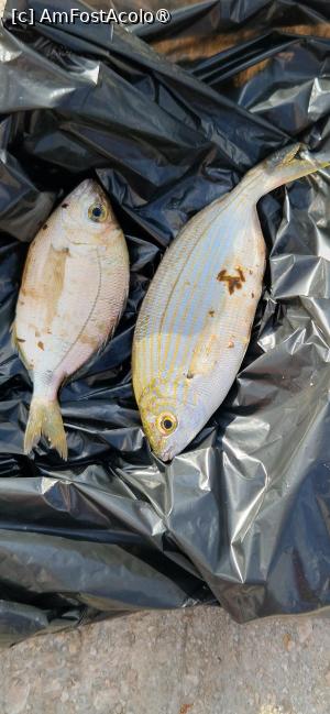 [P20]  -- <small>// FĂRĂ DESCRIERE</small> » foto by fatdaddy
 - 
<span class="allrVoted glyphicon glyphicon-heart hidden" id="av1506722"></span>
<a class="m-l-10 hidden" id="sv1506722" onclick="voting_Foto_DelVot(,1506722,14691)" role="button">șterge vot <span class="glyphicon glyphicon-remove"></span></a>
<a id="v91506722" class=" c-red"  onclick="voting_Foto_SetVot(1506722)" role="button"><span class="glyphicon glyphicon-heart-empty"></span> <b>LIKE</b> = Votează poza</a> <img class="hidden"  id="f1506722W9" src="/imagini/loader.gif" border="0" /><span class="AjErrMes hidden" id="e1506722ErM"></span>