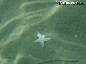 [P13] steaua de mare a fost eliberata asa cum am si gasit-o (fusese probabil atacata de un peste).  » foto by Un Turist Roman
 - 
<span class="allrVoted glyphicon glyphicon-heart hidden" id="av520409"></span>
<a class="m-l-10 hidden" id="sv520409" onclick="voting_Foto_DelVot(,520409,14842)" role="button">șterge vot <span class="glyphicon glyphicon-remove"></span></a>
<a id="v9520409" class=" c-red"  onclick="voting_Foto_SetVot(520409)" role="button"><span class="glyphicon glyphicon-heart-empty"></span> <b>LIKE</b> = Votează poza</a> <img class="hidden"  id="f520409W9" src="/imagini/loader.gif" border="0" /><span class="AjErrMes hidden" id="e520409ErM"></span>