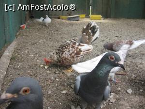 P01 [JUN-2013] cuşca porumbeilor şi a găinilor