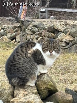 [P27] Muzeul tehnicii populare Astra,pisici » foto by AZE
 - 
<span class="allrVoted glyphicon glyphicon-heart hidden" id="av1463428"></span>
<a class="m-l-10 hidden" id="sv1463428" onclick="voting_Foto_DelVot(,1463428,14876)" role="button">șterge vot <span class="glyphicon glyphicon-remove"></span></a>
<a id="v91463428" class=" c-red"  onclick="voting_Foto_SetVot(1463428)" role="button"><span class="glyphicon glyphicon-heart-empty"></span> <b>LIKE</b> = Votează poza</a> <img class="hidden"  id="f1463428W9" src="/imagini/loader.gif" border="0" /><span class="AjErrMes hidden" id="e1463428ErM"></span>