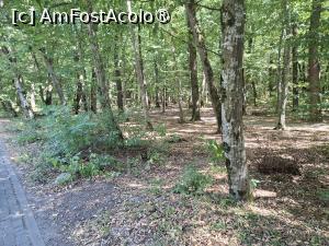 [P01] Dumbrava Sibiului » foto by Carmen Ion
 - 
<span class="allrVoted glyphicon glyphicon-heart hidden" id="av1512836"></span>
<a class="m-l-10 hidden" id="sv1512836" onclick="voting_Foto_DelVot(,1512836,14876)" role="button">șterge vot <span class="glyphicon glyphicon-remove"></span></a>
<a id="v91512836" class=" c-red"  onclick="voting_Foto_SetVot(1512836)" role="button"><span class="glyphicon glyphicon-heart-empty"></span> <b>LIKE</b> = Votează poza</a> <img class="hidden"  id="f1512836W9" src="/imagini/loader.gif" border="0" /><span class="AjErrMes hidden" id="e1512836ErM"></span>