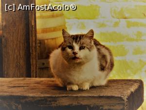 [P01]  -- <small>// FĂRĂ DESCRIERE</small> » foto by Testosu'
 - 
<span class="allrVoted glyphicon glyphicon-heart hidden" id="av817464"></span>
<a class="m-l-10 hidden" id="sv817464" onclick="voting_Foto_DelVot(,817464,15058)" role="button">șterge vot <span class="glyphicon glyphicon-remove"></span></a>
<a id="v9817464" class=" c-red"  onclick="voting_Foto_SetVot(817464)" role="button"><span class="glyphicon glyphicon-heart-empty"></span> <b>LIKE</b> = Votează poza</a> <img class="hidden"  id="f817464W9" src="/imagini/loader.gif" border="0" /><span class="AjErrMes hidden" id="e817464ErM"></span>