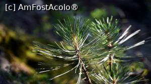 [P12]  -- <small>// FĂRĂ DESCRIERE</small> » foto by pepsi70ro
 - 
<span class="allrVoted glyphicon glyphicon-heart hidden" id="av1491294"></span>
<a class="m-l-10 hidden" id="sv1491294" onclick="voting_Foto_DelVot(,1491294,15101)" role="button">șterge vot <span class="glyphicon glyphicon-remove"></span></a>
<a id="v91491294" class=" c-red"  onclick="voting_Foto_SetVot(1491294)" role="button"><span class="glyphicon glyphicon-heart-empty"></span> <b>LIKE</b> = Votează poza</a> <img class="hidden"  id="f1491294W9" src="/imagini/loader.gif" border="0" /><span class="AjErrMes hidden" id="e1491294ErM"></span>