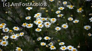 [P15]  -- <small>// FĂRĂ DESCRIERE</small> » foto by pepsi70ro
 - 
<span class="allrVoted glyphicon glyphicon-heart hidden" id="av1491297"></span>
<a class="m-l-10 hidden" id="sv1491297" onclick="voting_Foto_DelVot(,1491297,15101)" role="button">șterge vot <span class="glyphicon glyphicon-remove"></span></a>
<a id="v91491297" class=" c-red"  onclick="voting_Foto_SetVot(1491297)" role="button"><span class="glyphicon glyphicon-heart-empty"></span> <b>LIKE</b> = Votează poza</a> <img class="hidden"  id="f1491297W9" src="/imagini/loader.gif" border="0" /><span class="AjErrMes hidden" id="e1491297ErM"></span>