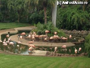 [P06] Loro Park-Flamingo » foto by crissb
 - 
<span class="allrVoted glyphicon glyphicon-heart hidden" id="av686271"></span>
<a class="m-l-10 hidden" id="sv686271" onclick="voting_Foto_DelVot(,686271,16363)" role="button">șterge vot <span class="glyphicon glyphicon-remove"></span></a>
<a id="v9686271" class=" c-red"  onclick="voting_Foto_SetVot(686271)" role="button"><span class="glyphicon glyphicon-heart-empty"></span> <b>LIKE</b> = Votează poza</a> <img class="hidden"  id="f686271W9" src="/imagini/loader.gif" border="0" /><span class="AjErrMes hidden" id="e686271ErM"></span>