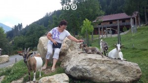 P18 [JUL-2015] ”De vorbă” cu caprele pitice în Alpenwildpark Feld am See. Zona Millstatt, provincia Carinthia, Austria. 