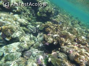 P34 [MAY-2021] Rixos Sharm - O alegere excelentă - snorkeling la capătul pontonului
