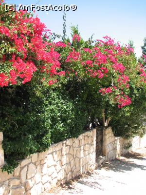 [P15] Agios Nikolaos - bougainvillea » foto by Ruxandra R
 - 
<span class="allrVoted glyphicon glyphicon-heart hidden" id="av759324"></span>
<a class="m-l-10 hidden" id="sv759324" onclick="voting_Foto_DelVot(,759324,16617)" role="button">șterge vot <span class="glyphicon glyphicon-remove"></span></a>
<a id="v9759324" class=" c-red"  onclick="voting_Foto_SetVot(759324)" role="button"><span class="glyphicon glyphicon-heart-empty"></span> <b>LIKE</b> = Votează poza</a> <img class="hidden"  id="f759324W9" src="/imagini/loader.gif" border="0" /><span class="AjErrMes hidden" id="e759324ErM"></span>