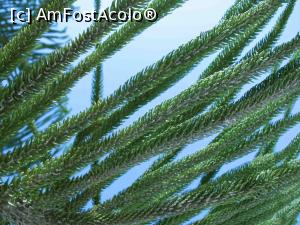 [P06] Araucaria » foto by Ruxandra R
 - 
<span class="allrVoted glyphicon glyphicon-heart hidden" id="av759315"></span>
<a class="m-l-10 hidden" id="sv759315" onclick="voting_Foto_DelVot(,759315,16617)" role="button">șterge vot <span class="glyphicon glyphicon-remove"></span></a>
<a id="v9759315" class=" c-red"  onclick="voting_Foto_SetVot(759315)" role="button"><span class="glyphicon glyphicon-heart-empty"></span> <b>LIKE</b> = Votează poza</a> <img class="hidden"  id="f759315W9" src="/imagini/loader.gif" border="0" /><span class="AjErrMes hidden" id="e759315ErM"></span>