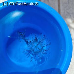 [P18] Mica meduza piscatoare » foto by Florenta90
 - 
<span class="allrVoted glyphicon glyphicon-heart hidden" id="av1518160"></span>
<a class="m-l-10 hidden" id="sv1518160" onclick="voting_Foto_DelVot(,1518160,16748)" role="button">șterge vot <span class="glyphicon glyphicon-remove"></span></a>
<a id="v91518160" class=" c-red"  onclick="voting_Foto_SetVot(1518160)" role="button"><span class="glyphicon glyphicon-heart-empty"></span> <b>LIKE</b> = Votează poza</a> <img class="hidden"  id="f1518160W9" src="/imagini/loader.gif" border="0" /><span class="AjErrMes hidden" id="e1518160ErM"></span>