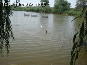 [P52] Alte păsări înoată pe lac, nu departe de zona unde am ajuns noi.  » foto by Floryn81
 - 
<span class="allrVoted glyphicon glyphicon-heart hidden" id="av754204"></span>
<a class="m-l-10 hidden" id="sv754204" onclick="voting_Foto_DelVot(,754204,16883)" role="button">șterge vot <span class="glyphicon glyphicon-remove"></span></a>
<a id="v9754204" class=" c-red"  onclick="voting_Foto_SetVot(754204)" role="button"><span class="glyphicon glyphicon-heart-empty"></span> <b>LIKE</b> = Votează poza</a> <img class="hidden"  id="f754204W9" src="/imagini/loader.gif" border="0" /><span class="AjErrMes hidden" id="e754204ErM"></span>