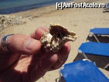 [P10] Din categoria frumusetilor gasite la snorkeling: Scoica locuita de crab » foto by Espirit
 - 
<span class="allrVoted glyphicon glyphicon-heart hidden" id="av410058"></span>
<a class="m-l-10 hidden" id="sv410058" onclick="voting_Foto_DelVot(,410058,17584)" role="button">șterge vot <span class="glyphicon glyphicon-remove"></span></a>
<a id="v9410058" class=" c-red"  onclick="voting_Foto_SetVot(410058)" role="button"><span class="glyphicon glyphicon-heart-empty"></span> <b>LIKE</b> = Votează poza</a> <img class="hidden"  id="f410058W9" src="/imagini/loader.gif" border="0" /><span class="AjErrMes hidden" id="e410058ErM"></span>