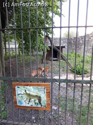 [P23] Grădina Zoo Tg. MureșDingo » foto by Dana2008
 - 
<span class="allrVoted glyphicon glyphicon-heart hidden" id="av1070757"></span>
<a class="m-l-10 hidden" id="sv1070757" onclick="voting_Foto_DelVot(,1070757,17687)" role="button">șterge vot <span class="glyphicon glyphicon-remove"></span></a>
<a id="v91070757" class=" c-red"  onclick="voting_Foto_SetVot(1070757)" role="button"><span class="glyphicon glyphicon-heart-empty"></span> <b>LIKE</b> = Votează poza</a> <img class="hidden"  id="f1070757W9" src="/imagini/loader.gif" border="0" /><span class="AjErrMes hidden" id="e1070757ErM"></span>