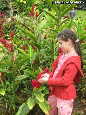 [P22] Alpinia purpurata (ghembir ornamental sau ghembir roșu - red ginger) » foto by Dabator
 - 
<span class="allrVoted glyphicon glyphicon-heart hidden" id="av578179"></span>
<a class="m-l-10 hidden" id="sv578179" onclick="voting_Foto_DelVot(,578179,17773)" role="button">șterge vot <span class="glyphicon glyphicon-remove"></span></a>
<a id="v9578179" class=" c-red"  onclick="voting_Foto_SetVot(578179)" role="button"><span class="glyphicon glyphicon-heart-empty"></span> <b>LIKE</b> = Votează poza</a> <img class="hidden"  id="f578179W9" src="/imagini/loader.gif" border="0" /><span class="AjErrMes hidden" id="e578179ErM"></span>