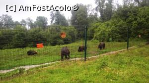 [P13] Un loc de întâlnire pt ursi,un loc deschis fără copaci » foto by AZE
 - 
<span class="allrVoted glyphicon glyphicon-heart hidden" id="av979103"></span>
<a class="m-l-10 hidden" id="sv979103" onclick="voting_Foto_DelVot(,979103,17778)" role="button">șterge vot <span class="glyphicon glyphicon-remove"></span></a>
<a id="v9979103" class=" c-red"  onclick="voting_Foto_SetVot(979103)" role="button"><span class="glyphicon glyphicon-heart-empty"></span> <b>LIKE</b> = Votează poza</a> <img class="hidden"  id="f979103W9" src="/imagini/loader.gif" border="0" /><span class="AjErrMes hidden" id="e979103ErM"></span>