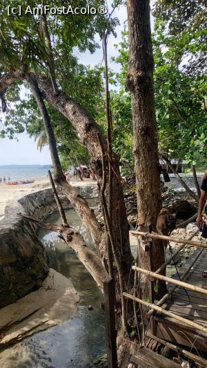 [P31] Monkey Trail - incepe urcusul » foto by elenaadina
 - 
<span class="allrVoted glyphicon glyphicon-heart hidden" id="av1524863"></span>
<a class="m-l-10 hidden" id="sv1524863" onclick="voting_Foto_DelVot(,1524863,17822)" role="button">șterge vot <span class="glyphicon glyphicon-remove"></span></a>
<a id="v91524863" class=" c-red"  onclick="voting_Foto_SetVot(1524863)" role="button"><span class="glyphicon glyphicon-heart-empty"></span> <b>LIKE</b> = Votează poza</a> <img class="hidden"  id="f1524863W9" src="/imagini/loader.gif" border="0" /><span class="AjErrMes hidden" id="e1524863ErM"></span>