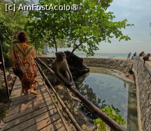 [P48] Monkey Trail - maimute » foto by elenaadina
 - 
<span class="allrVoted glyphicon glyphicon-heart hidden" id="av1524880"></span>
<a class="m-l-10 hidden" id="sv1524880" onclick="voting_Foto_DelVot(,1524880,17822)" role="button">șterge vot <span class="glyphicon glyphicon-remove"></span></a>
<a id="v91524880" class=" c-red"  onclick="voting_Foto_SetVot(1524880)" role="button"><span class="glyphicon glyphicon-heart-empty"></span> <b>LIKE</b> = Votează poza</a> <img class="hidden"  id="f1524880W9" src="/imagini/loader.gif" border="0" /><span class="AjErrMes hidden" id="e1524880ErM"></span>