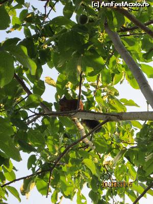 [P05] Veveritele din complex, care furau nuci din copac :-)  » foto by lucianaalex
 - 
<span class="allrVoted glyphicon glyphicon-heart hidden" id="av662881"></span>
<a class="m-l-10 hidden" id="sv662881" onclick="voting_Foto_DelVot(,662881,17951)" role="button">șterge vot <span class="glyphicon glyphicon-remove"></span></a>
<a id="v9662881" class=" c-red"  onclick="voting_Foto_SetVot(662881)" role="button"><span class="glyphicon glyphicon-heart-empty"></span> <b>LIKE</b> = Votează poza</a> <img class="hidden"  id="f662881W9" src="/imagini/loader.gif" border="0" /><span class="AjErrMes hidden" id="e662881ErM"></span>