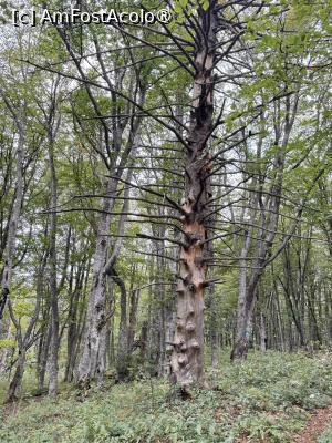 [P22] Pe  Măgura Codlei » foto by Mika
 - 
<span class="allrVoted glyphicon glyphicon-heart hidden" id="av1509301"></span>
<a class="m-l-10 hidden" id="sv1509301" onclick="voting_Foto_DelVot(,1509301,17992)" role="button">șterge vot <span class="glyphicon glyphicon-remove"></span></a>
<a id="v91509301" class=" c-red"  onclick="voting_Foto_SetVot(1509301)" role="button"><span class="glyphicon glyphicon-heart-empty"></span> <b>LIKE</b> = Votează poza</a> <img class="hidden"  id="f1509301W9" src="/imagini/loader.gif" border="0" /><span class="AjErrMes hidden" id="e1509301ErM"></span>