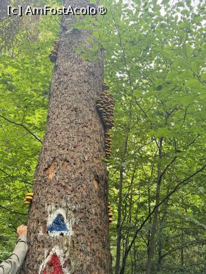 [P09] Pe Măgura Codlei » foto by Mika
 - 
<span class="allrVoted glyphicon glyphicon-heart hidden" id="av1509288"></span>
<a class="m-l-10 hidden" id="sv1509288" onclick="voting_Foto_DelVot(,1509288,17992)" role="button">șterge vot <span class="glyphicon glyphicon-remove"></span></a>
<a id="v91509288" class=" c-red"  onclick="voting_Foto_SetVot(1509288)" role="button"><span class="glyphicon glyphicon-heart-empty"></span> <b>LIKE</b> = Votează poza</a> <img class="hidden"  id="f1509288W9" src="/imagini/loader.gif" border="0" /><span class="AjErrMes hidden" id="e1509288ErM"></span>