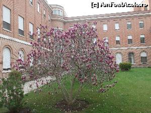 [P03] Am gasit magnolia imbobocita si am lasat-o asa » foto by Aurici
 - 
<span class="allrVoted glyphicon glyphicon-heart hidden" id="av593147"></span>
<a class="m-l-10 hidden" id="sv593147" onclick="voting_Foto_DelVot(,593147,18048)" role="button">șterge vot <span class="glyphicon glyphicon-remove"></span></a>
<a id="v9593147" class=" c-red"  onclick="voting_Foto_SetVot(593147)" role="button"><span class="glyphicon glyphicon-heart-empty"></span> <b>LIKE</b> = Votează poza</a> <img class="hidden"  id="f593147W9" src="/imagini/loader.gif" border="0" /><span class="AjErrMes hidden" id="e593147ErM"></span>