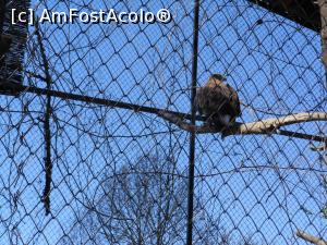 [P31] București - Grădina Zoologică. » foto by iulianic
 - 
<span class="allrVoted glyphicon glyphicon-heart hidden" id="av1357561"></span>
<a class="m-l-10 hidden" id="sv1357561" onclick="voting_Foto_DelVot(,1357561,18082)" role="button">șterge vot <span class="glyphicon glyphicon-remove"></span></a>
<a id="v91357561" class=" c-red"  onclick="voting_Foto_SetVot(1357561)" role="button"><span class="glyphicon glyphicon-heart-empty"></span> <b>LIKE</b> = Votează poza</a> <img class="hidden"  id="f1357561W9" src="/imagini/loader.gif" border="0" /><span class="AjErrMes hidden" id="e1357561ErM"></span>