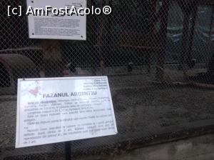 [P20] Zoo Pitești, fazanul argintiu » foto by Mioritik
 - 
<span class="allrVoted glyphicon glyphicon-heart hidden" id="av1363386"></span>
<a class="m-l-10 hidden" id="sv1363386" onclick="voting_Foto_DelVot(,1363386,18092)" role="button">șterge vot <span class="glyphicon glyphicon-remove"></span></a>
<a id="v91363386" class=" c-red"  onclick="voting_Foto_SetVot(1363386)" role="button"><span class="glyphicon glyphicon-heart-empty"></span> <b>LIKE</b> = Votează poza</a> <img class="hidden"  id="f1363386W9" src="/imagini/loader.gif" border="0" /><span class="AjErrMes hidden" id="e1363386ErM"></span>