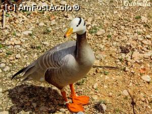 [P02] Sincer nu stiu ce specie este dar arata tare dragut » foto by GabrielaG
 - 
<span class="allrVoted glyphicon glyphicon-heart hidden" id="av735450"></span>
<a class="m-l-10 hidden" id="sv735450" onclick="voting_Foto_DelVot(,735450,18241)" role="button">șterge vot <span class="glyphicon glyphicon-remove"></span></a>
<a id="v9735450" class=" c-red"  onclick="voting_Foto_SetVot(735450)" role="button"><span class="glyphicon glyphicon-heart-empty"></span> <b>LIKE</b> = Votează poza</a> <img class="hidden"  id="f735450W9" src="/imagini/loader.gif" border="0" /><span class="AjErrMes hidden" id="e735450ErM"></span>