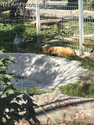 [P25] Grădina Zoo Brașov » foto by Yersinia Pestis
 - 
<span class="allrVoted glyphicon glyphicon-heart hidden" id="av1504005"></span>
<a class="m-l-10 hidden" id="sv1504005" onclick="voting_Foto_DelVot(,1504005,18241)" role="button">șterge vot <span class="glyphicon glyphicon-remove"></span></a>
<a id="v91504005" class=" c-red"  onclick="voting_Foto_SetVot(1504005)" role="button"><span class="glyphicon glyphicon-heart-empty"></span> <b>LIKE</b> = Votează poza</a> <img class="hidden"  id="f1504005W9" src="/imagini/loader.gif" border="0" /><span class="AjErrMes hidden" id="e1504005ErM"></span>