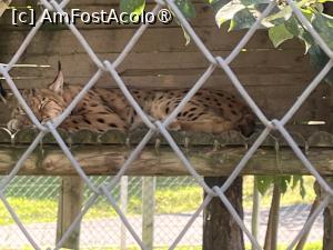 [P26] Grădina Zoo Brașov » foto by Yersinia Pestis
 - 
<span class="allrVoted glyphicon glyphicon-heart hidden" id="av1504006"></span>
<a class="m-l-10 hidden" id="sv1504006" onclick="voting_Foto_DelVot(,1504006,18241)" role="button">șterge vot <span class="glyphicon glyphicon-remove"></span></a>
<a id="v91504006" class=" c-red"  onclick="voting_Foto_SetVot(1504006)" role="button"><span class="glyphicon glyphicon-heart-empty"></span> <b>LIKE</b> = Votează poza</a> <img class="hidden"  id="f1504006W9" src="/imagini/loader.gif" border="0" /><span class="AjErrMes hidden" id="e1504006ErM"></span>