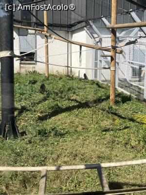 [P27] Grădina Zoo Brașov » foto by Yersinia Pestis
 - 
<span class="allrVoted glyphicon glyphicon-heart hidden" id="av1504007"></span>
<a class="m-l-10 hidden" id="sv1504007" onclick="voting_Foto_DelVot(,1504007,18241)" role="button">șterge vot <span class="glyphicon glyphicon-remove"></span></a>
<a id="v91504007" class=" c-red"  onclick="voting_Foto_SetVot(1504007)" role="button"><span class="glyphicon glyphicon-heart-empty"></span> <b>LIKE</b> = Votează poza</a> <img class="hidden"  id="f1504007W9" src="/imagini/loader.gif" border="0" /><span class="AjErrMes hidden" id="e1504007ErM"></span>