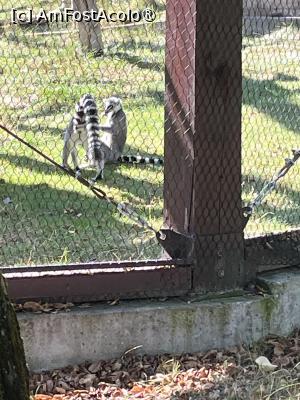 [P28] Grădina Zoo Brașov » foto by Yersinia Pestis
 - 
<span class="allrVoted glyphicon glyphicon-heart hidden" id="av1504008"></span>
<a class="m-l-10 hidden" id="sv1504008" onclick="voting_Foto_DelVot(,1504008,18241)" role="button">șterge vot <span class="glyphicon glyphicon-remove"></span></a>
<a id="v91504008" class=" c-red"  onclick="voting_Foto_SetVot(1504008)" role="button"><span class="glyphicon glyphicon-heart-empty"></span> <b>LIKE</b> = Votează poza</a> <img class="hidden"  id="f1504008W9" src="/imagini/loader.gif" border="0" /><span class="AjErrMes hidden" id="e1504008ErM"></span>