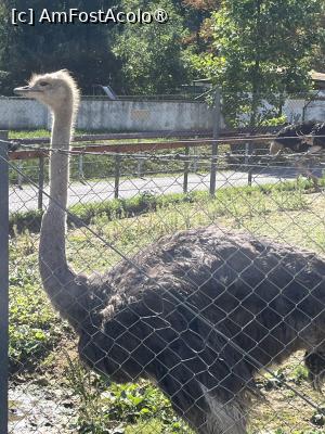 [P30] Grădina Zoo Brașov » foto by Yersinia Pestis
 - 
<span class="allrVoted glyphicon glyphicon-heart hidden" id="av1504010"></span>
<a class="m-l-10 hidden" id="sv1504010" onclick="voting_Foto_DelVot(,1504010,18241)" role="button">șterge vot <span class="glyphicon glyphicon-remove"></span></a>
<a id="v91504010" class=" c-red"  onclick="voting_Foto_SetVot(1504010)" role="button"><span class="glyphicon glyphicon-heart-empty"></span> <b>LIKE</b> = Votează poza</a> <img class="hidden"  id="f1504010W9" src="/imagini/loader.gif" border="0" /><span class="AjErrMes hidden" id="e1504010ErM"></span>