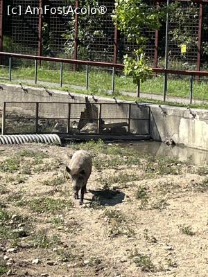 [P31] Grădina Zoo Brașov » foto by Yersinia Pestis
 - 
<span class="allrVoted glyphicon glyphicon-heart hidden" id="av1504011"></span>
<a class="m-l-10 hidden" id="sv1504011" onclick="voting_Foto_DelVot(,1504011,18241)" role="button">șterge vot <span class="glyphicon glyphicon-remove"></span></a>
<a id="v91504011" class=" c-red"  onclick="voting_Foto_SetVot(1504011)" role="button"><span class="glyphicon glyphicon-heart-empty"></span> <b>LIKE</b> = Votează poza</a> <img class="hidden"  id="f1504011W9" src="/imagini/loader.gif" border="0" /><span class="AjErrMes hidden" id="e1504011ErM"></span>