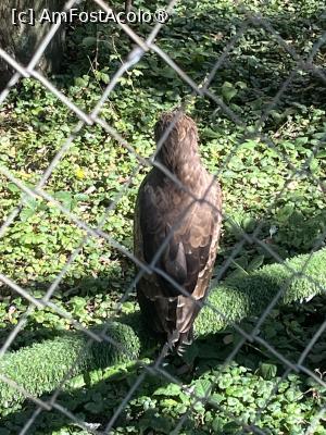 [P34] Grădina Zoo Brașov » foto by Yersinia Pestis
 - 
<span class="allrVoted glyphicon glyphicon-heart hidden" id="av1504014"></span>
<a class="m-l-10 hidden" id="sv1504014" onclick="voting_Foto_DelVot(,1504014,18241)" role="button">șterge vot <span class="glyphicon glyphicon-remove"></span></a>
<a id="v91504014" class=" c-red"  onclick="voting_Foto_SetVot(1504014)" role="button"><span class="glyphicon glyphicon-heart-empty"></span> <b>LIKE</b> = Votează poza</a> <img class="hidden"  id="f1504014W9" src="/imagini/loader.gif" border="0" /><span class="AjErrMes hidden" id="e1504014ErM"></span>