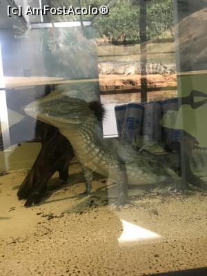 [P88] Zoo Brașov, 1 Decembrie 2018 » foto by krisstinna
 - 
<span class="allrVoted glyphicon glyphicon-heart hidden" id="av1043110"></span>
<a class="m-l-10 hidden" id="sv1043110" onclick="voting_Foto_DelVot(,1043110,18241)" role="button">șterge vot <span class="glyphicon glyphicon-remove"></span></a>
<a id="v91043110" class=" c-red"  onclick="voting_Foto_SetVot(1043110)" role="button"><span class="glyphicon glyphicon-heart-empty"></span> <b>LIKE</b> = Votează poza</a> <img class="hidden"  id="f1043110W9" src="/imagini/loader.gif" border="0" /><span class="AjErrMes hidden" id="e1043110ErM"></span>