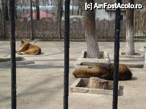 P21 [APR-2013] Cealaltă familie de lei